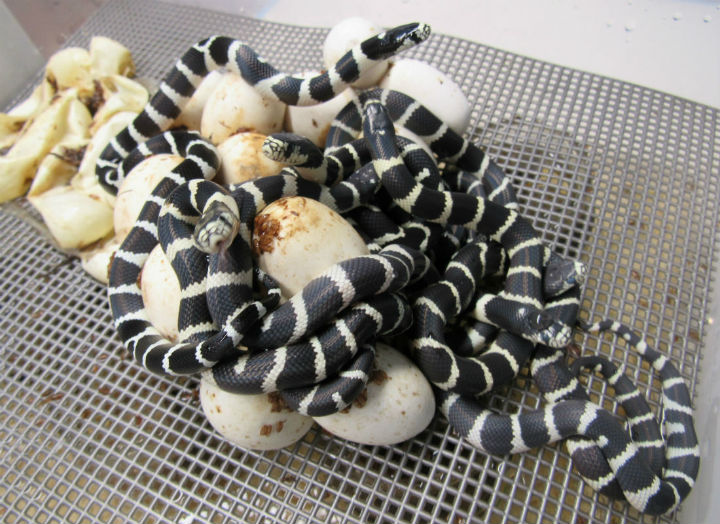 California Kingsnakes